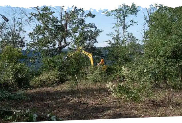 brush clearing in jasper heights