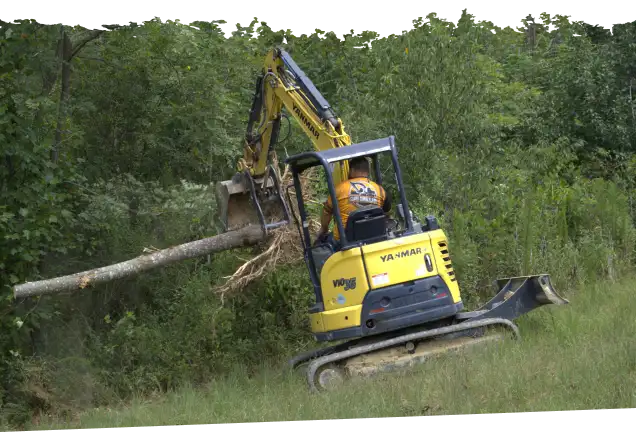 tree removal services jasper, tn